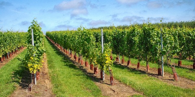 Uskoro novi Javni natječaj za mjeru Restrukturiranje i konverzija vinograda