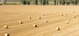 Izmjene natječaja za tip operacije 4.1.1. » Restrukturiranje, modernizacija i povećanje konkurentnosti poljoprivrednih gospodarstava« – ulaganja u skladišne kapacitete za žitarice i uljarice