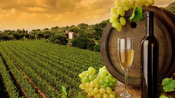 Objavljen natječaj za mjeru Restrukturiranje i konverzija vinograda