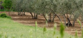 Europska komisija odobrila dodatnu pomoć poljoprivrednicima