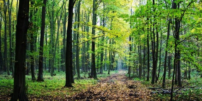 Izdavanje suglasnosti za prijavu projekata na šumama i šumskom zemljištu u vlasništvu RH na natječaje koji se financiraju iz fondova i Programa EU