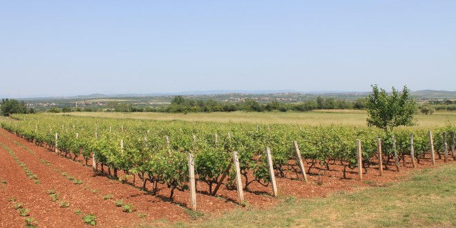 Mjera Restrukturiranje i konverzija vinograda – objava rang liste
